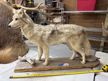 44-Inch Taxidermy Coyote Mount