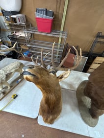 48-Inch Mounted Taxidermy Elk Head