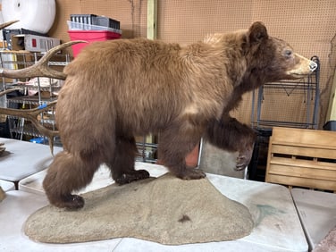 48-Inch Bear Taxidermy Display