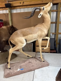44-Inch Taxidermy Gazelle Mount