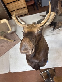 40-Inch Taxidermy Moose Shoulder Mount