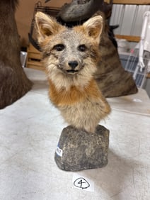 16-Inch Fox Taxidermy Bust on Stone Base