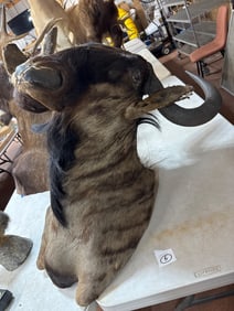 Wildebeest Taxidermy Shoulder Mount