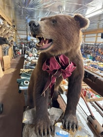 6030 Inch Bear Taxidermy on Base