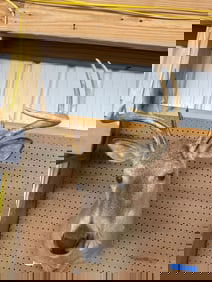 Mounted Taxidermy Deer Head Display