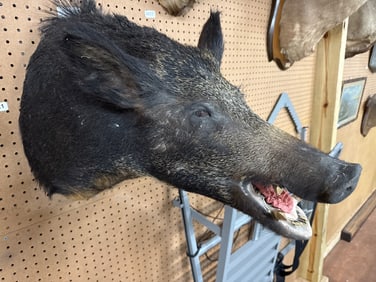 25-Inch Taxidermy Wild Boar Mount