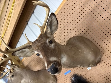 Taxidermy Deer Shoulder Mount