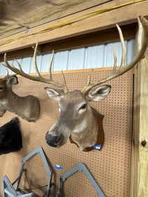 Mounted Taxidermy Deer Head, 1972