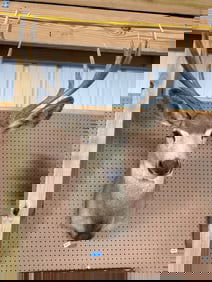 Mounted Mule Deer Taxidermy Display