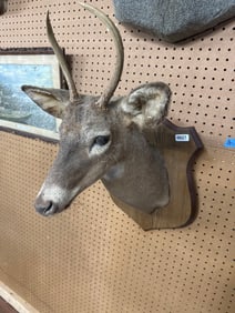 Taxidermy Deer Head Wall Mount