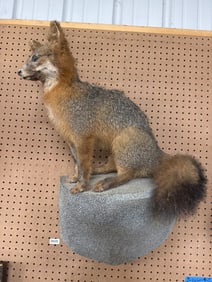 28-Inch Fox Taxidermy Mount
