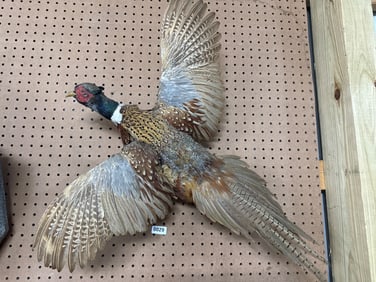 30-Inch Taxidermy Pheasant Display