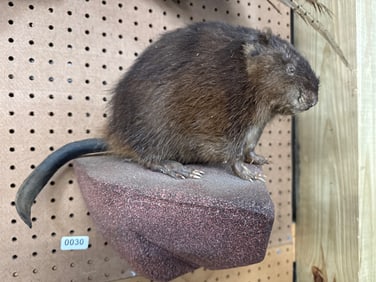 12 Inch Taxidermy Display
