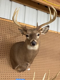 Taxidermy White-Tailed Deer Mount
