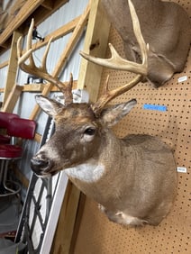 Mounted Taxidermy Deer Head