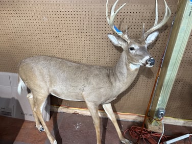 52-Inch Taxidermy Deer Mount