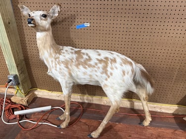 44-Inch Spotted Deer Taxidermy Mount