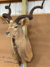 3660 Inch Tall Taxidermy Mount