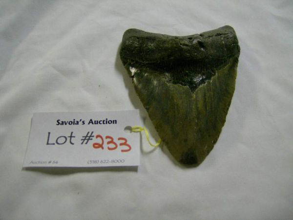 Huge Prehistoric Shark Tooth, Eocene, Florida