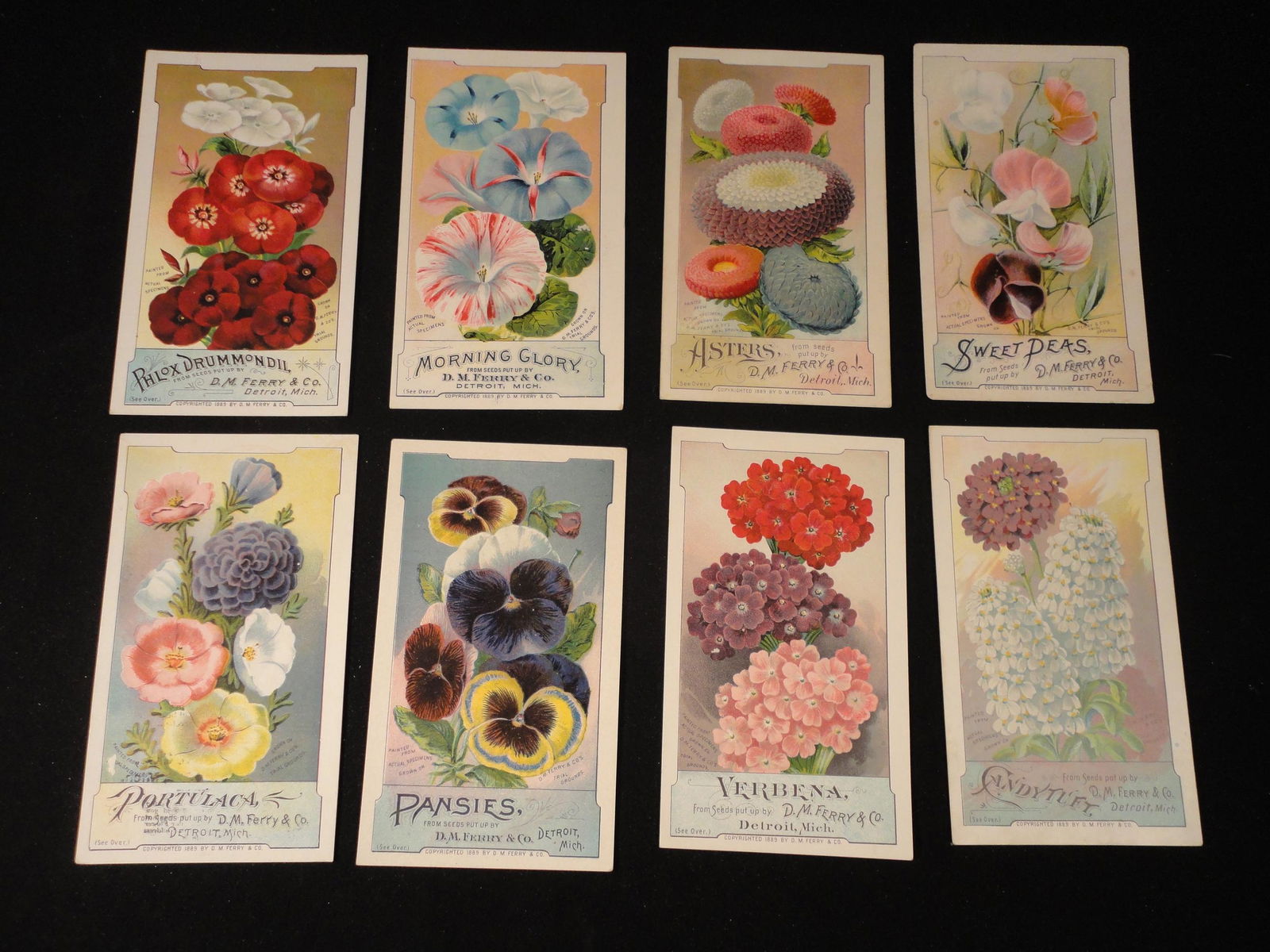 Lot of 8 Different Victorian Trade Cards 1889 D.M. Ferry & Co. Flower Seed. (1 of 6)