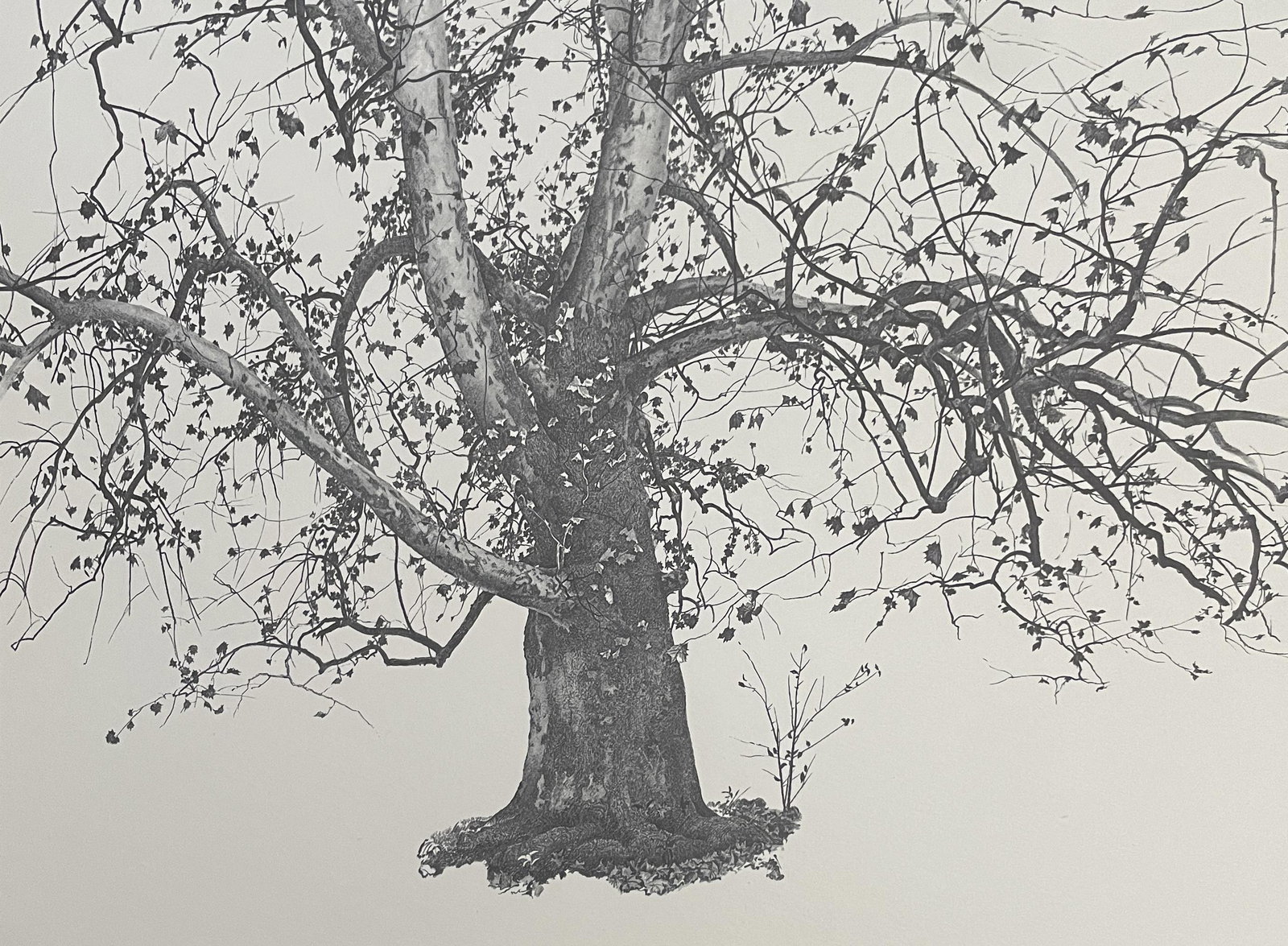 Andrew Wyeth "New Leaves, 1941" Offset Lithograph (1 of 6)