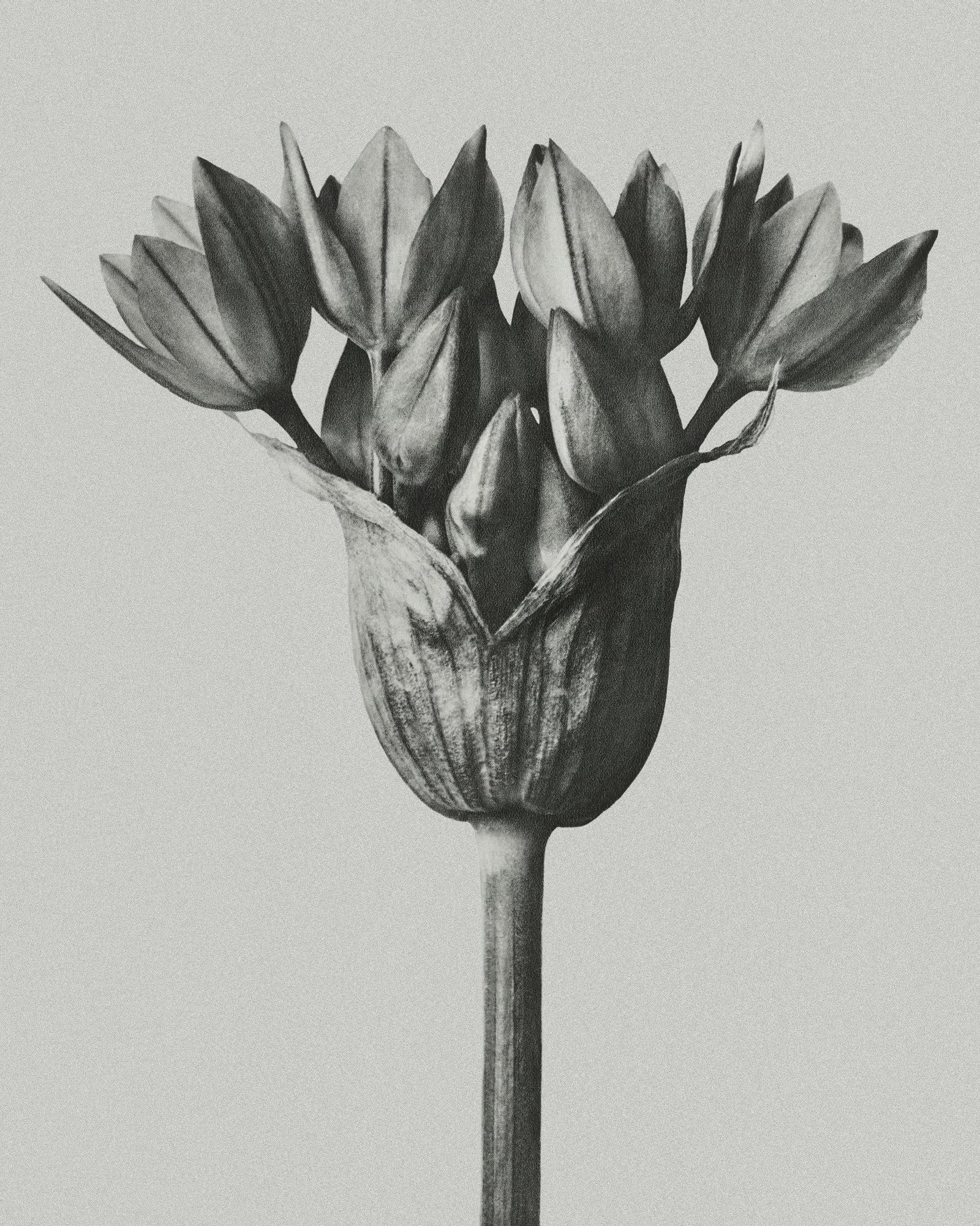 Karl Blossfeldt "Flower" Print (1 of 1)
