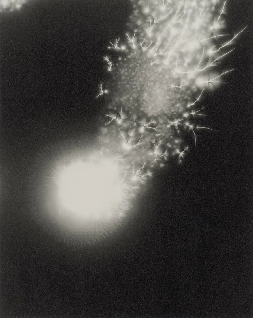 Hiroshi Sugimoto "Lightning Fields" 2014 Print (1 of 1)