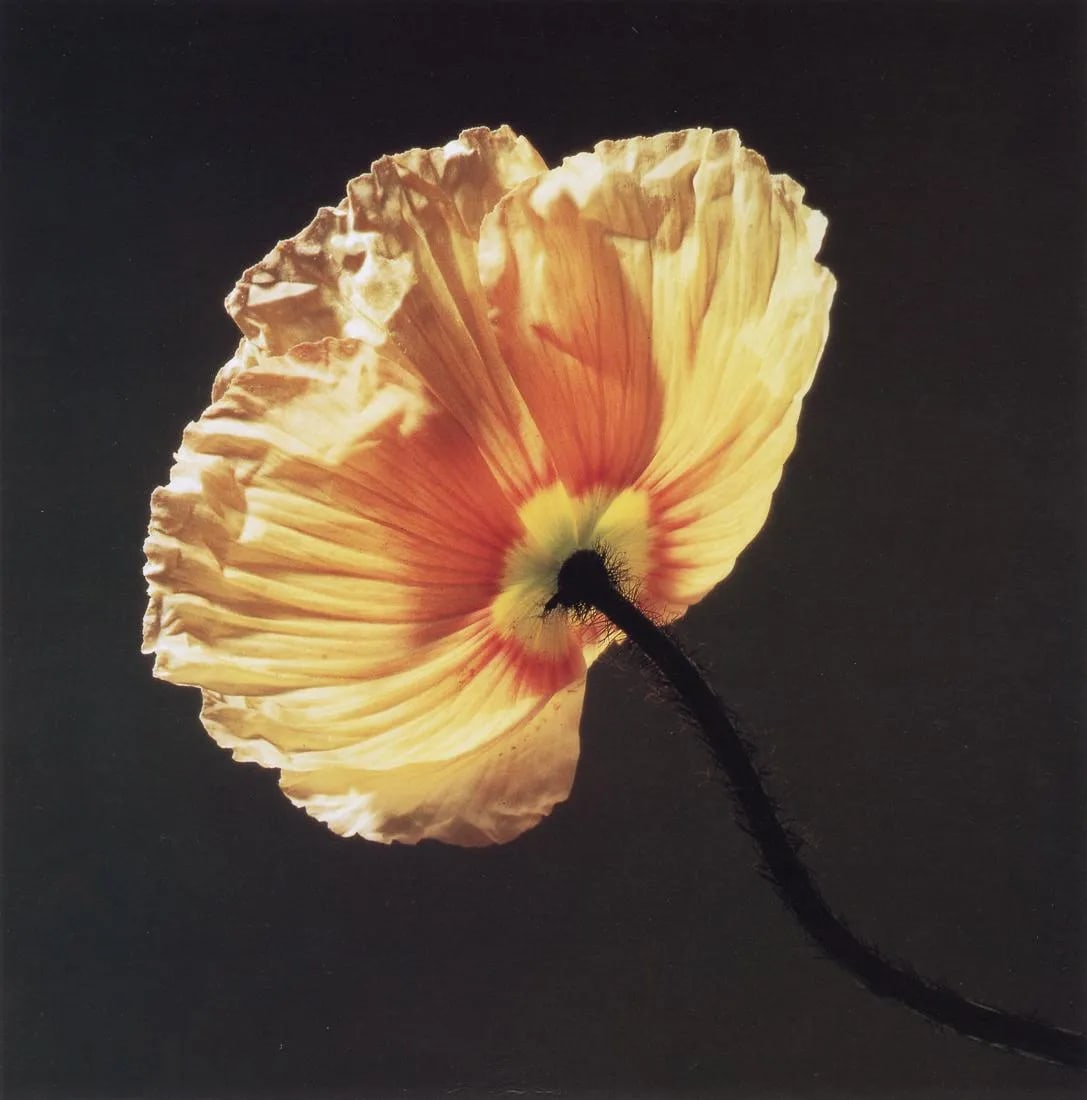 ROBERT MAPPLETHORPE "Poppy, 1988"Print: Robert Mapplethorpe (November 4, 1946 â€“ March 9, 1989) was an American photographer, known for his controversial and provocative work, particularly in the areas of portraiture, sexuality, and t