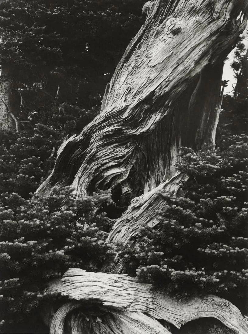Minor White "copper Creek, Oregon, 1941"print Auction