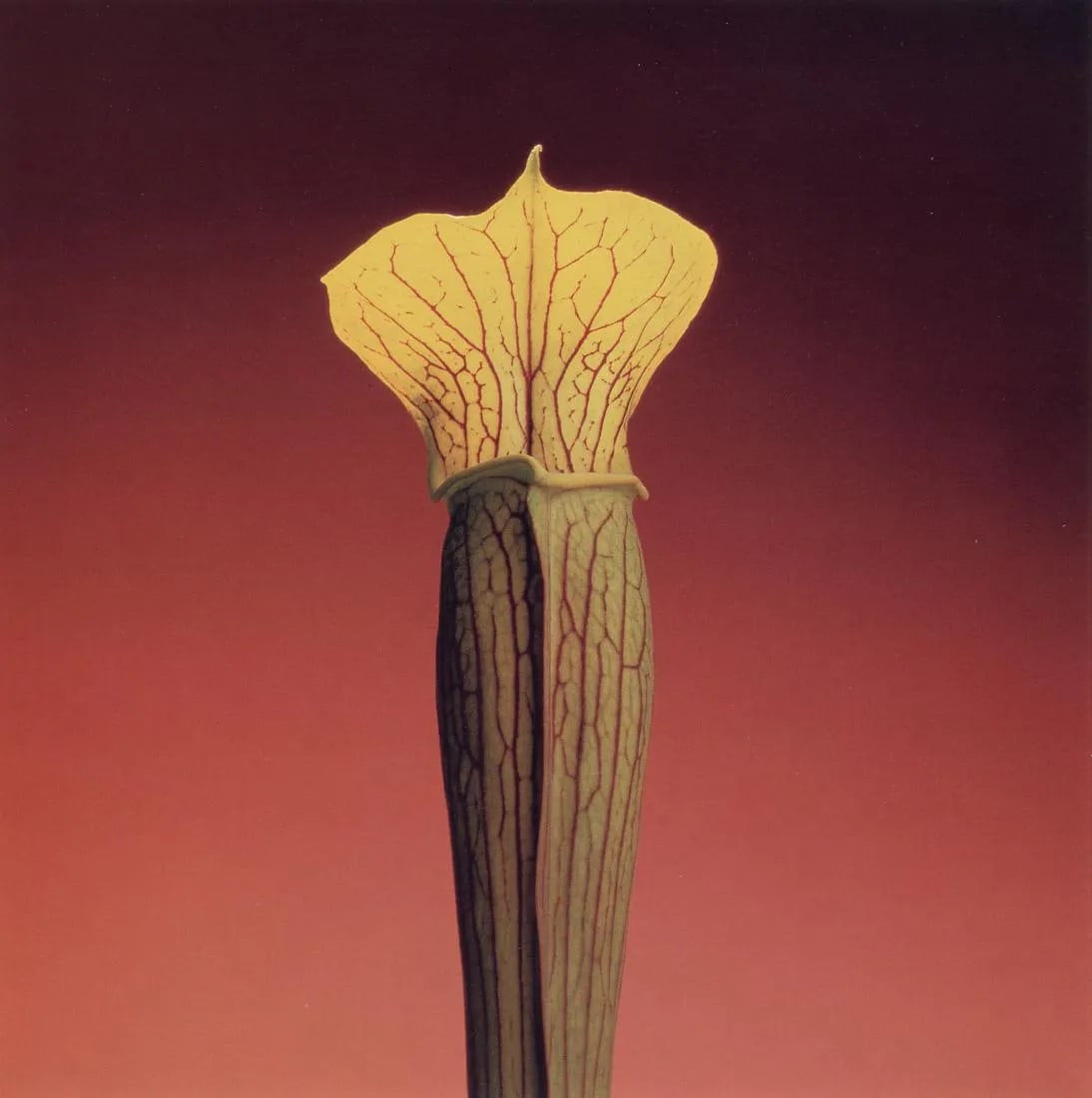 ROBERT MAPPLETHORPE "Jack-In-The-Pulpit, 1988"Print: Robert Mapplethorpe (1946-1989) was an American photographer known for his groundbreaking work in fine art photography, particularly in the realms of portraiture, sexuality, and still life. His work o