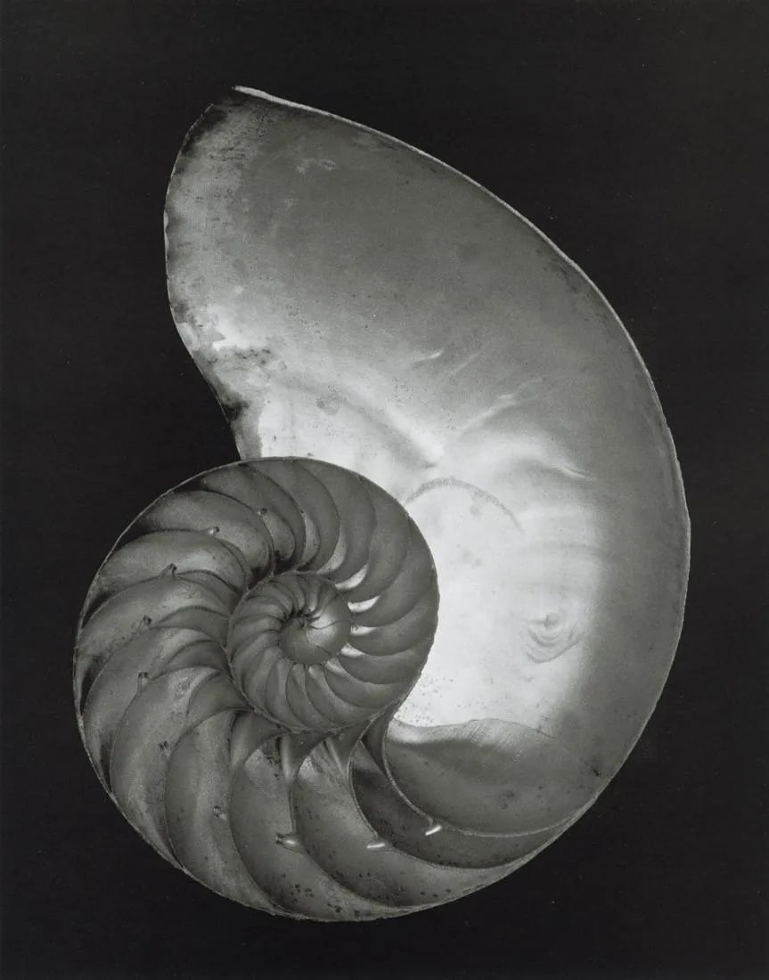EDWARD WESTON "Shell, 1927" Print (1 of 1)