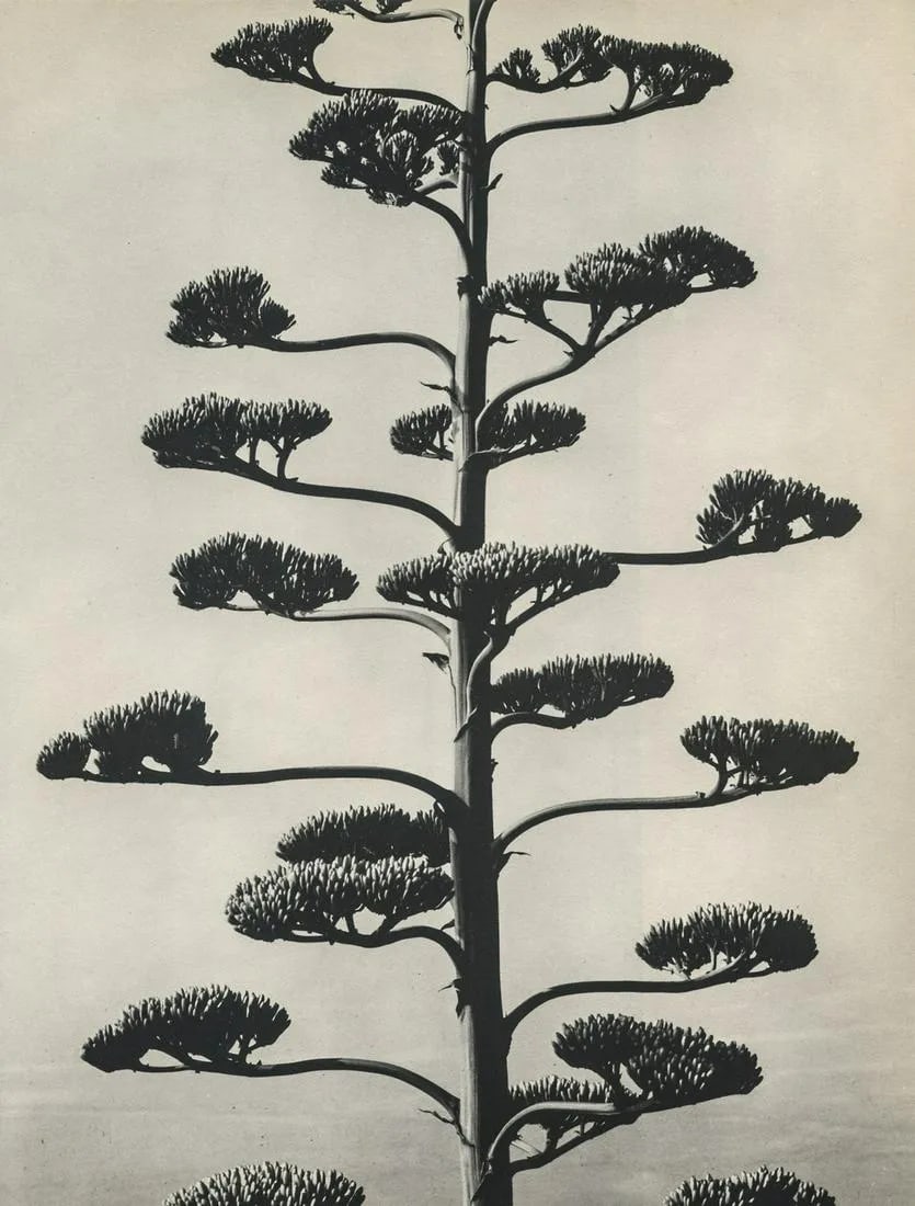 BRETT WESTON "Century Plant, Portugal" Print (1 of 1)