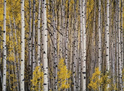 CHRISTOPHER BURKETT "Aspens, McClure Pass, Colorado"Print: Christopher Burkett is an American photographer known for his mastery of large format color photography. His work is celebrated for its remarkable clarity, exquisite use of color, and its ability to c