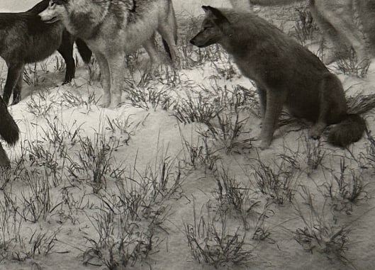 Hiroshi Sugimoto "Untitled" Print. (1 of 5)