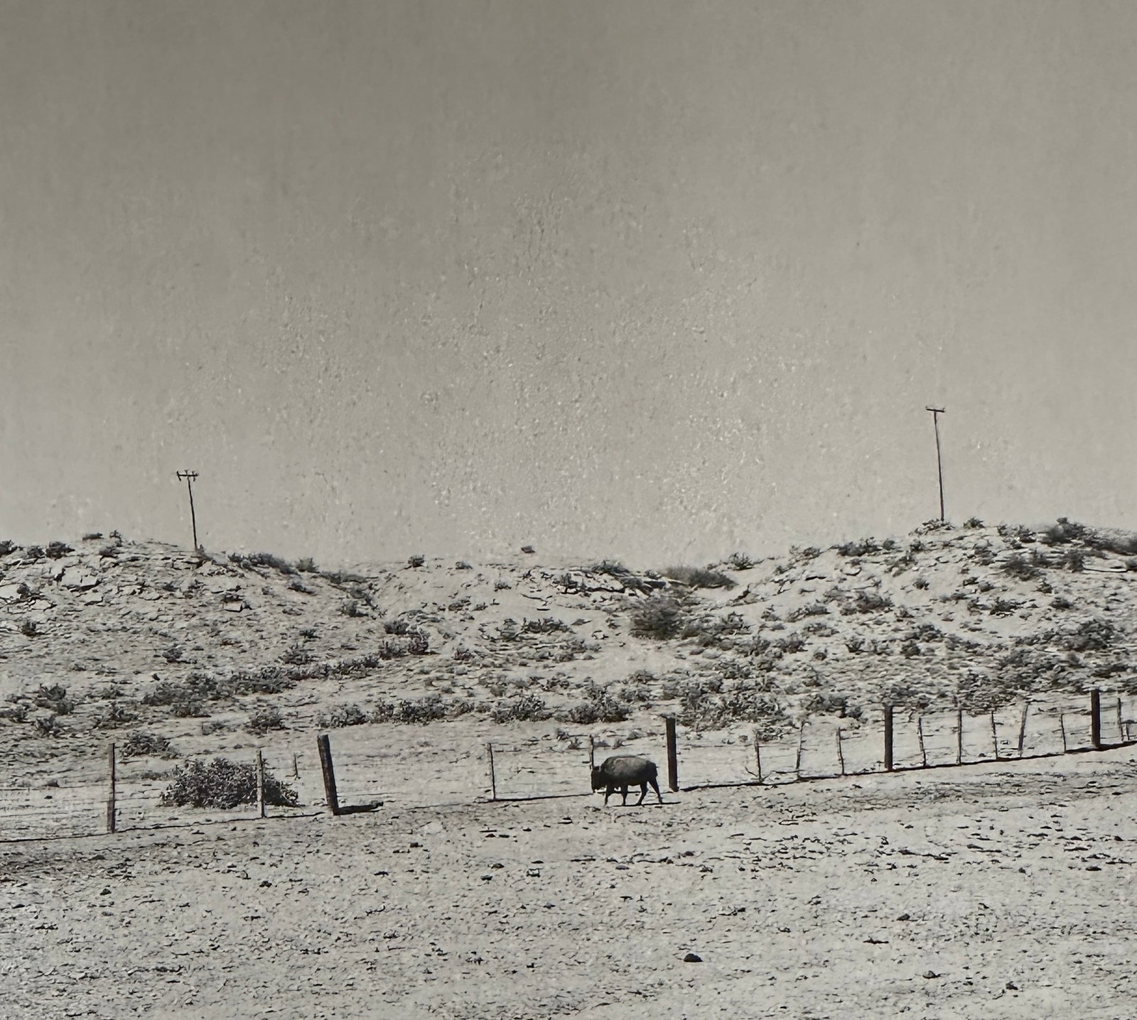 Robert Adams "Untitled" Print.: Robert Adams (1937-1997): Robert Adams was an American photographer who is known for his black-and-white photographs of the American West, particularly the landscapes of Colorado and Oregon. His work