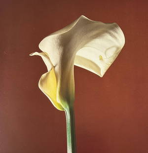 Robert Mapplethorpe "Untitled" Print.: Robert Mapplethorpe (1946-1989) was an American photographer known for his provocative and often controversial works that explored themes of sexuality, identity, beauty, and classical aesthetics. He i
