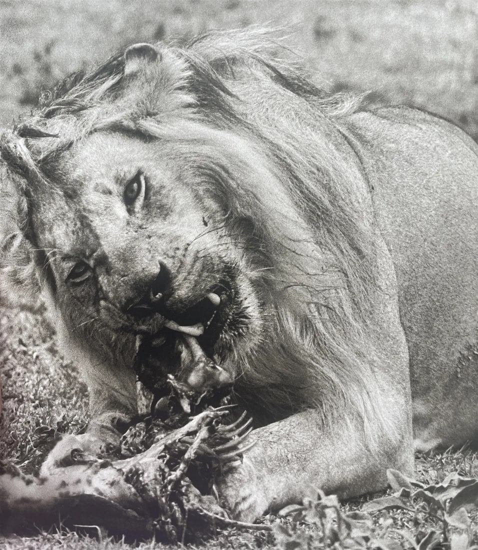 Peter Beard "Lion Eating, Africa" Print: Peter Beard was an American artist, photographer, and writer. He was born on January 22, 1938, and passed away on March 31, 2020. Beard gained recognition for his unique and multidisciplinary approach