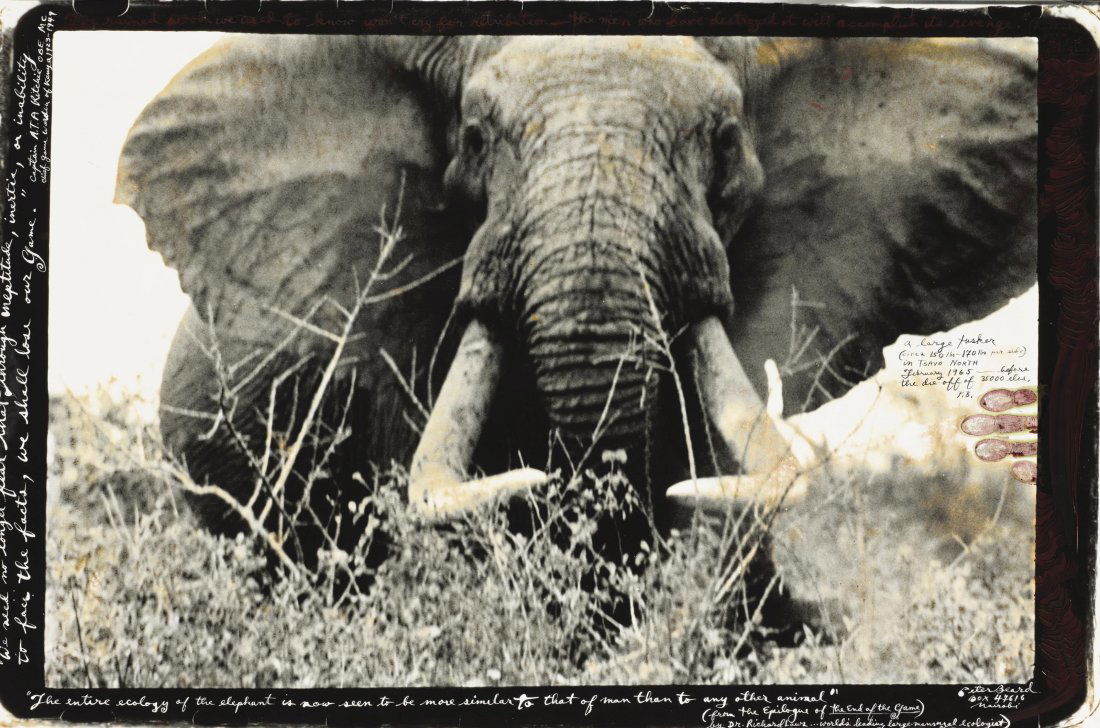 Peter Beard photo litho print Elephant (1 of 1)