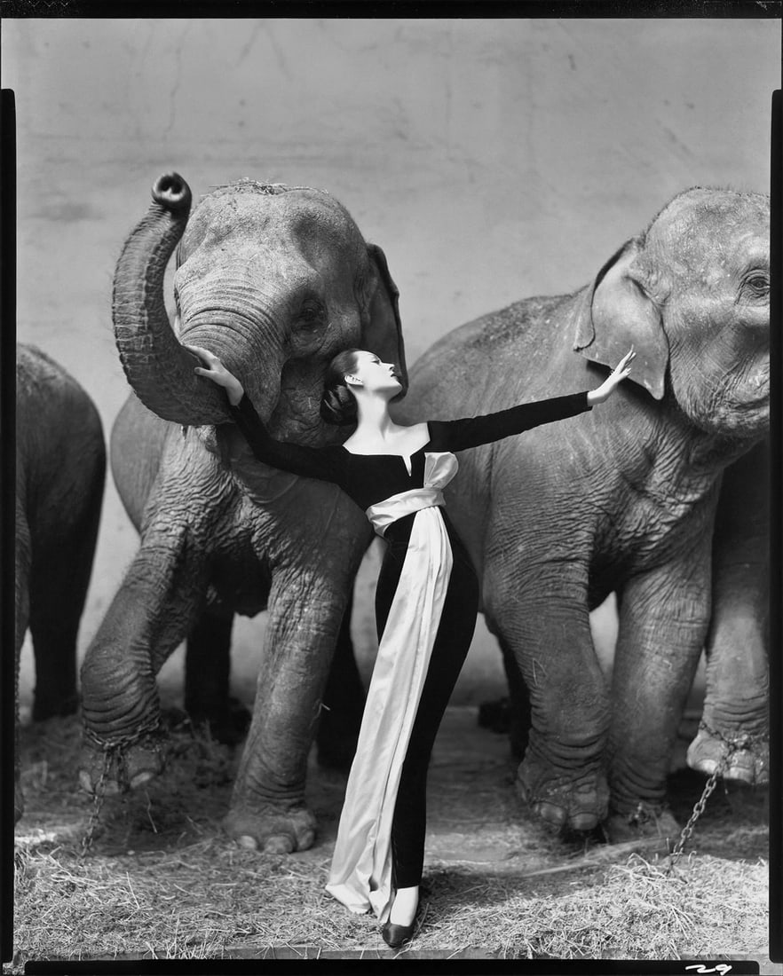 Richard Avedon (1923-2004) Dovima with Elephants (1 of 1)