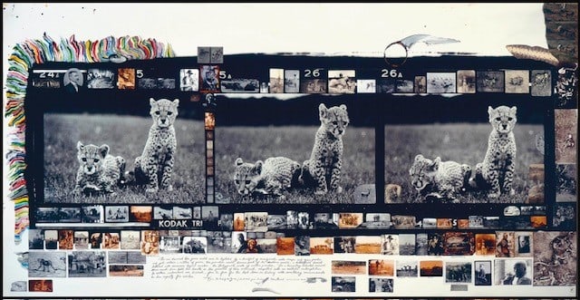 PETER BEARD (b. 1938) Orphan Cheetah Triptych (1 of 1)