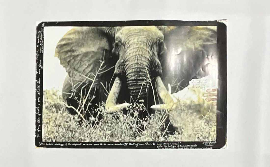 Peter Beard "African Elephant" Photo Print (1 of 1)