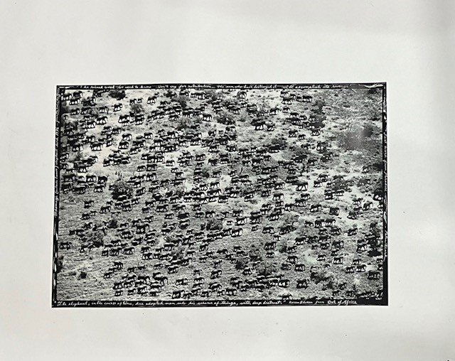 Peter Beard "African Elephants" Photo Print: Peter Beard "African Elephants" Photo Print on Paper Measures 20.00 X 30.00 Inches