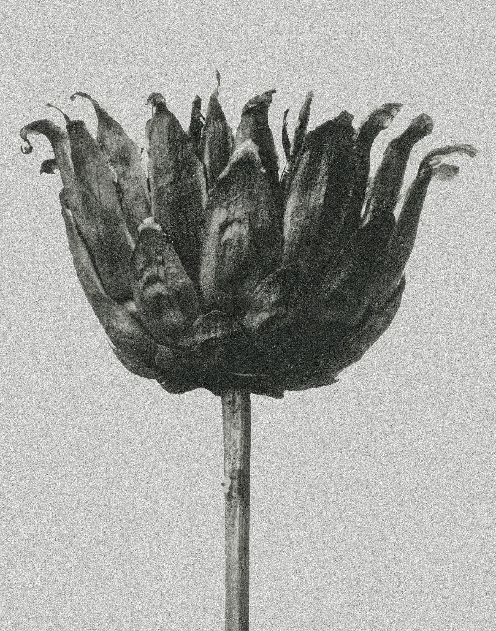 Karl Blossfeldt "Flower" Print (1 of 1)