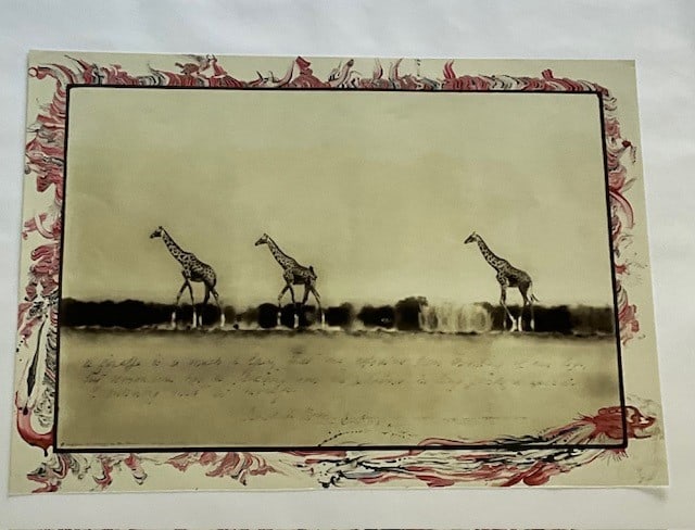 PETER BEARD "GIRAFFES" GLOSSY PHOTO PRINT: PETER BEARD "GIRAFFES" GLOSSY PHOTO PRINT Measures 27.00 X 20.00 inches