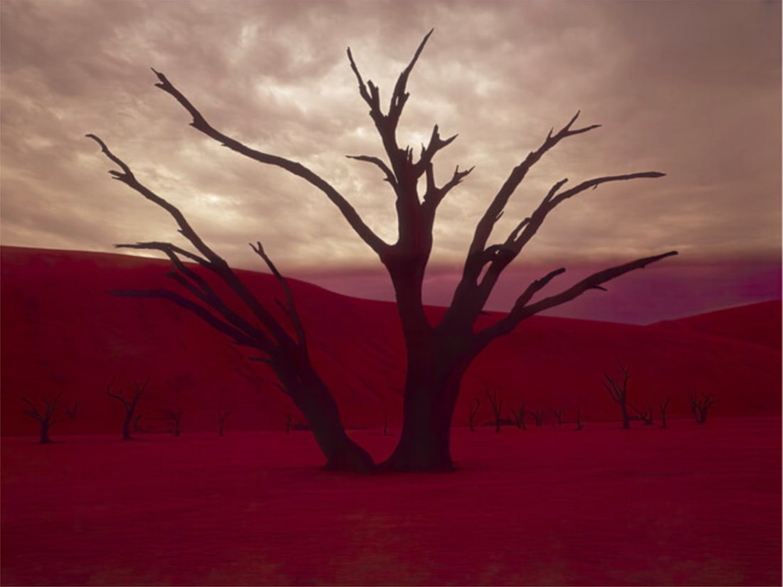 Richard Ehrlich - "Namibia Tree" Print: Richard Ehrlich Husband and Wife, 1945Print, 50.5 x 37.95. Print.
