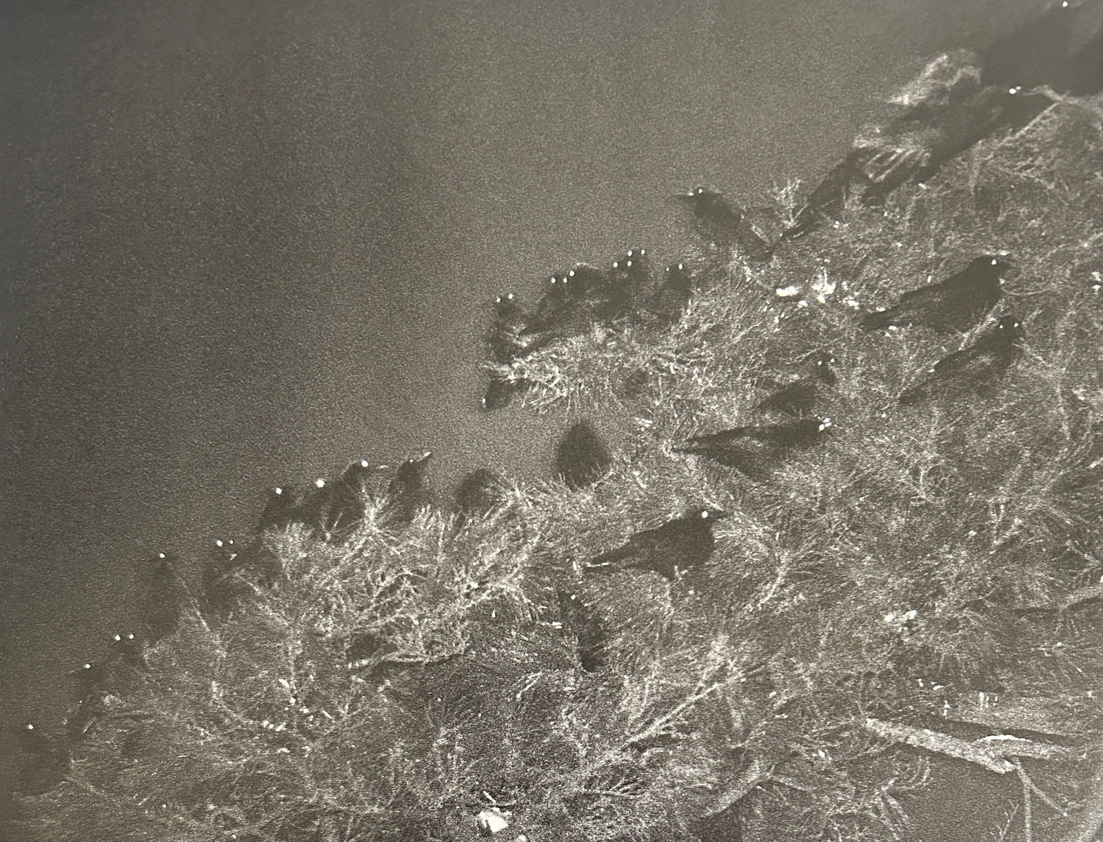 Masahisa Fukase - Raven (1 of 6)