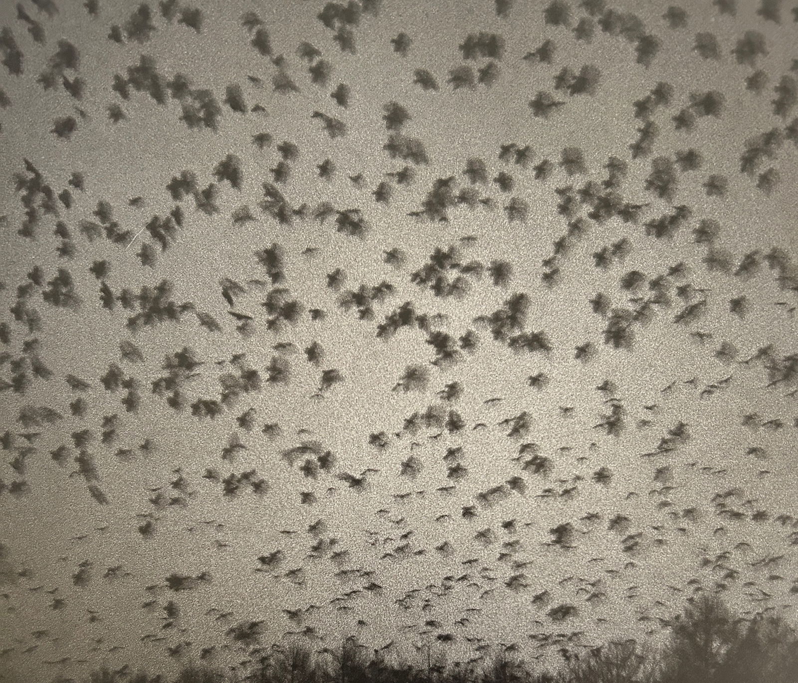 Masahisa Fukase - Raven: Masahisa Fukase (1934–2012)RavenPrint, 9 x 7. Print