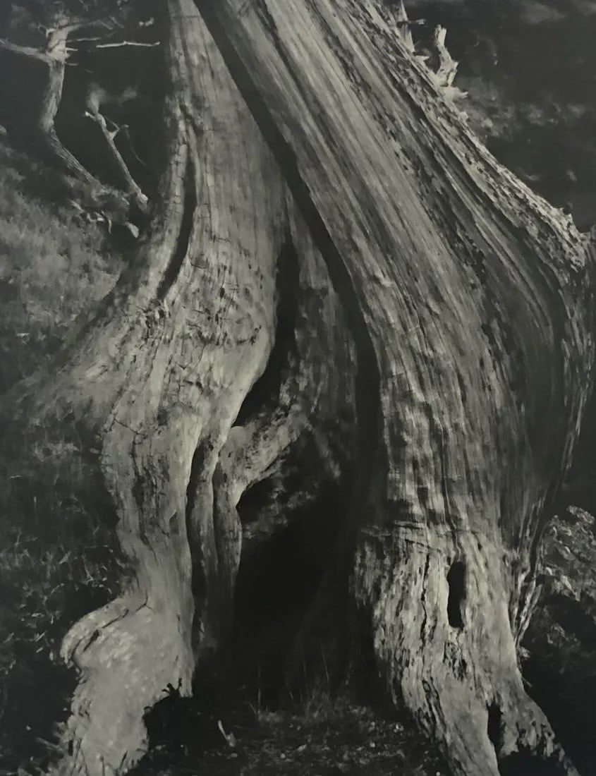 Edward Weston - Cypress, 1930 (Silver Gelatin) (1 of 1)