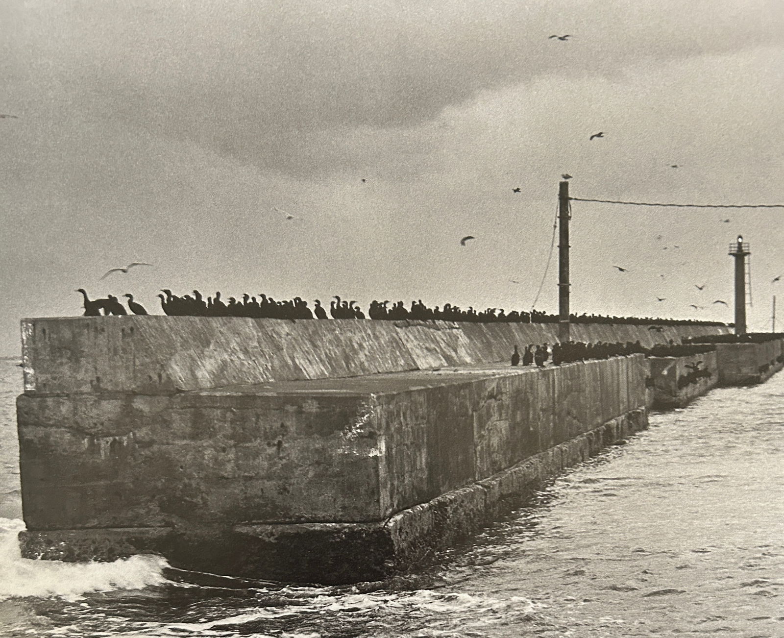 Masahisa Fukase - Raven: Masahisa Fukase (1934–2012)RavenPrint, 9 x 7. Print