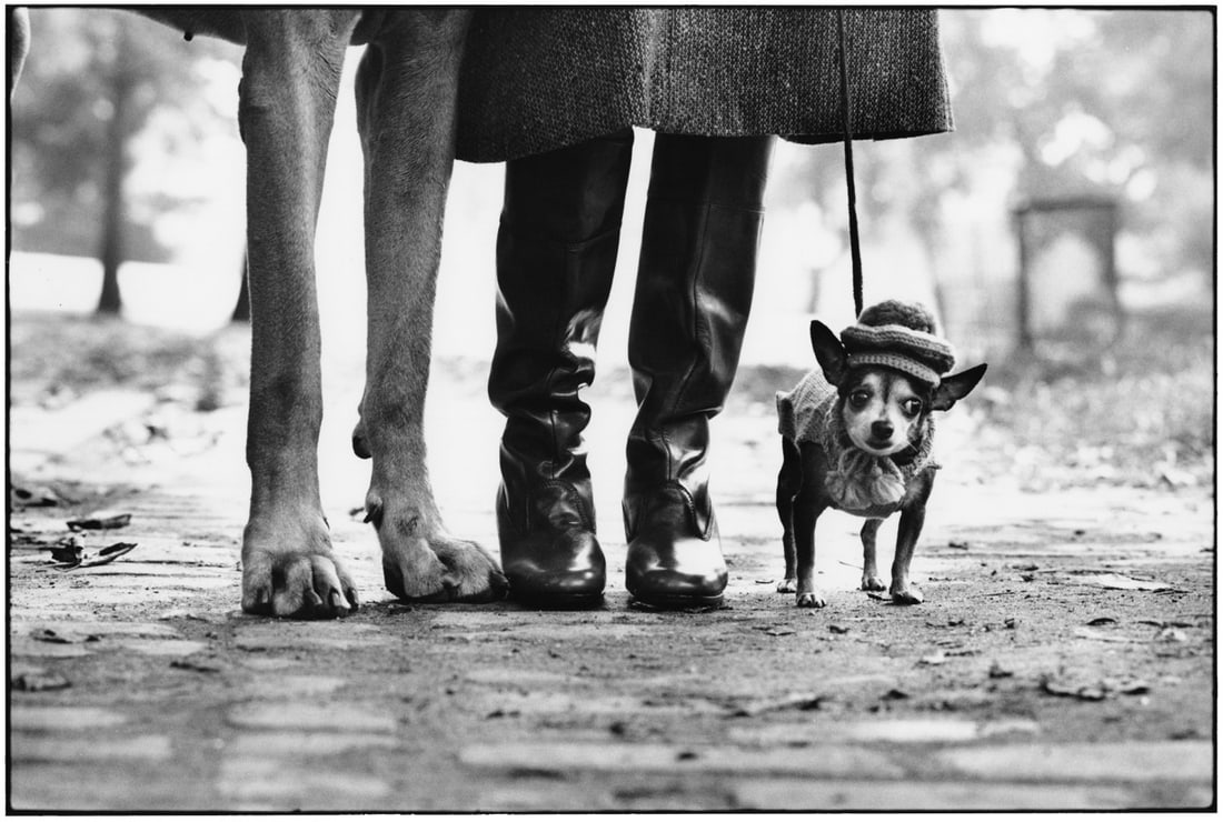 Elliot Erwitt Chihuahua (1 of 1)